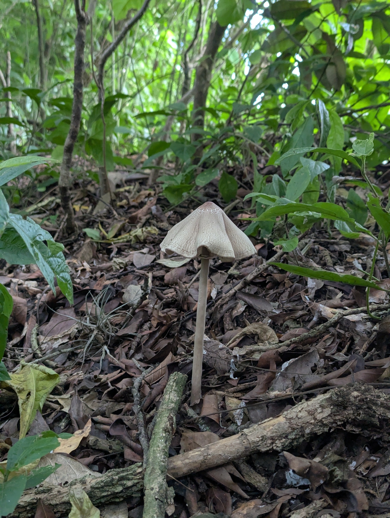 Hongo Macrolepiota capelariae en la orilla del río